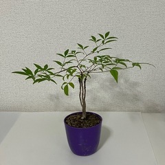 南天