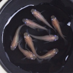 ⭐️ホワイトダルマ⭐️ 4ペア
