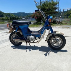 初期シャリー の画像
