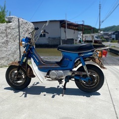 初期シャリー の画像