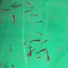 金魚 蝶尾 針子 無選別