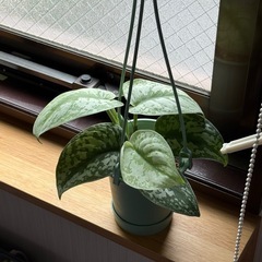 観葉植物　シラフカズラ トレビー　 の画像