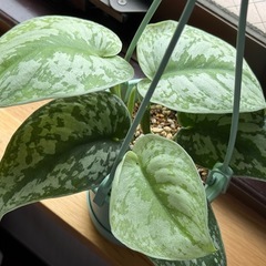 観葉植物　シラフカズラ トレビー　 の画像