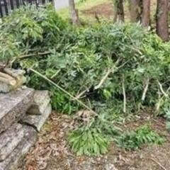 木の枝