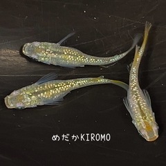 現物販売 シャンパンゴールドラメメダカ 1ペア＋メス1匹 ※20...