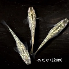 現物販売 シャンパンゴールドラメメダカ 1ペア＋メス1匹 ※20...