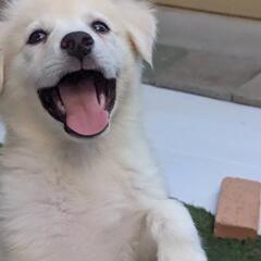 約2ヶ月の男の子【ポンデ】 - 犬
