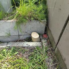 木の伐採、処分
