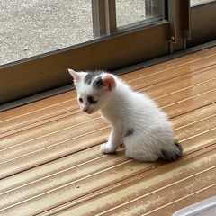 生後1ヶ月の黒ぶち子猫