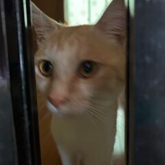 とても穏やかな茶白の男の子