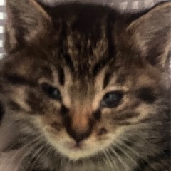 譲渡依頼🐱