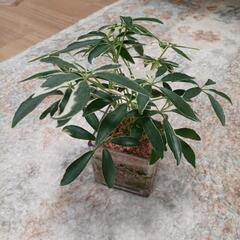 観葉植物ミニ