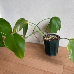 ホワイトモンステラ　斑入り