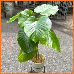 フィカス ウンベラータ 育てやすい 観葉植物 おしゃれ インテリ...