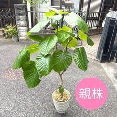 フィカス ウンベラータ 育てやすい 観葉植物 おしゃれ インテリア 稲城市周辺 相談可能の画像