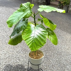 フィカス ウンベラータ 育てやすい 観葉植物 おしゃれ インテリア 稲城市周辺 相談可能の画像