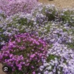 芝桜欲しいです。