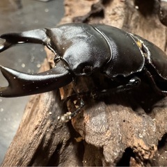 【国産オオクワガタ】アンバランス血統ピューマの画像