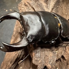 【国産オオクワガタ】アンバランス血統ピューマの画像