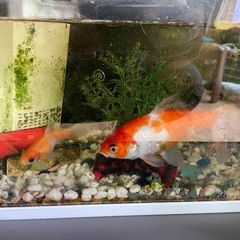 金魚