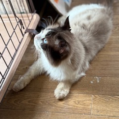 ラグドール　大人しい3歳の男の子 - 猫