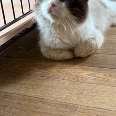 ラグドール　大人しい3歳の男の子 − 千葉県