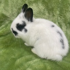 ネザーランドドワーフ　うさぎ　赤ちゃん①