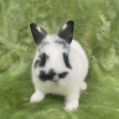 ネザーランドドワーフ　うさぎ　赤ちゃん②