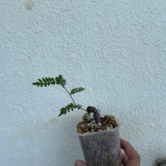 オペルクリカリアヒファエノイデス　根差し