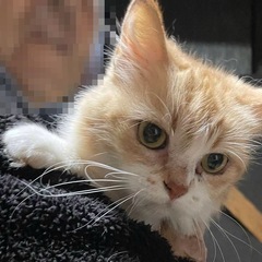 🔴緊急🔴ブリーダー廃業の為（スコティッシュフォールド）緊急募集🆘