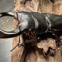 【国産オオクワガタ】アンバランス血統ピューマの画像