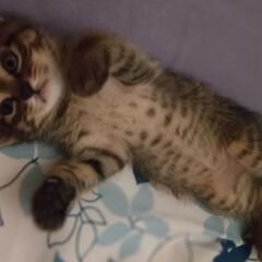 ★キジトラ猫の元気な男の子1ヶ月★
