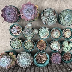 【6/14(土)10時限定！】多肉植物　エケベリア