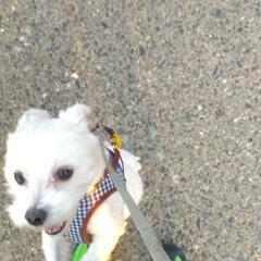 小型犬（マルチーズ）のトリミングをしていただける方orお店…