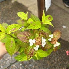 アジサイ３種
