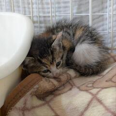 子猫の里親様募集！