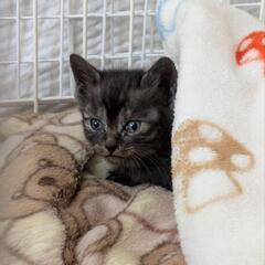 子猫の里親様募集！