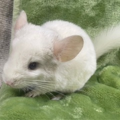 チンチラ　ホワイト　ベビー