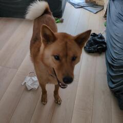 3歳　オス　雑種
