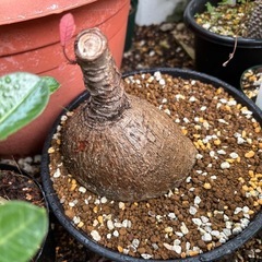 フィランサスミラビリス　観葉植物　塊根植物　多肉植物　ビザールプ...