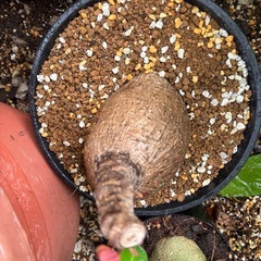 【受付終了】フィランサスミラビリス　観葉植物　塊根植物　多肉植物　ビザールプランツ　レアプランツ　ガーデニング　植物　グリーン　趣味　盆栽　葉　花　庭　草　多肉植物の画像