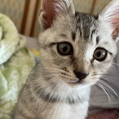 生後２ヶ月子猫　ミックス　オス