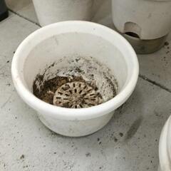 0609-110 【無料】 植木鉢