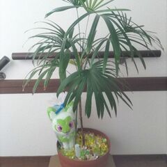 シュロチク 観葉植物