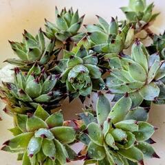 センペルビウム🌱綾桜【1つ50円】