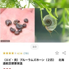 ブルー　ラムズホーン　7匹の画像