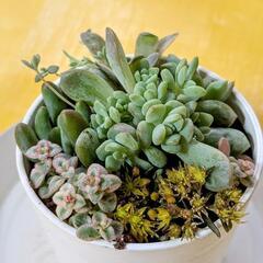 寄せ植え🪴2.5寸鉢