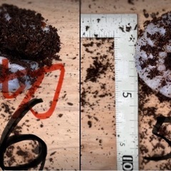 エレファスゾウカブト　カブトムシ　幼虫　手渡しのみ　　の画像