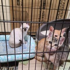 4月10日生まれ保護猫の子猫３兄弟姉妹
