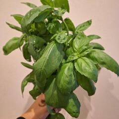 植えられる根っこ付きバジル①